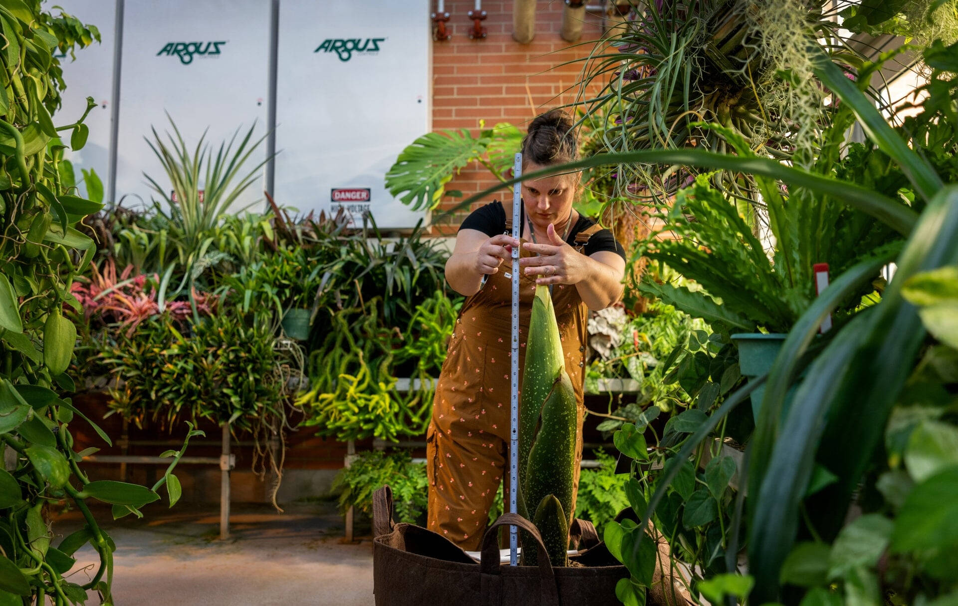 Christina Hipshier measures a green plant in a pot within a greenhouse with a yard stick.